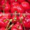 bagged china fresh cherries price lower and high quality