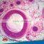 25pcs Hot Sale Plant,Animal,Microbiology,Mixed Prepared Slides set