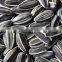 Black Sunflower Seeds 5009