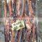 Good Fresh Illex Squid