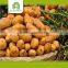 farm agra potato