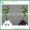 Natural Plants Spiral Lucky Bamboo