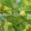 High quality Amla Extract