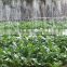 High Quality Micro Rain Spray Agriculture Irrigation Tube/Tape