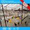 Atlanta Chicken Feeder and Water Trough System / poultry breeding birds chicken broiler feed hopper