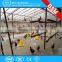 poultry birds chicken broiler flooring or ground feeding and drinking line