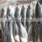 Jack mackerel caned fish
