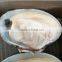 CHINA LOCAL BABY CLAM FOR MAKING VACCUM FROZEN BOILED CLAM