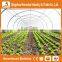 Heracles Trade Assurance tunnel greenhouse for sale