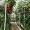 Hydroponic Greenhouse for Tomato Production with PO Film Covering