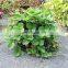 fast delivery planting felt growing bag