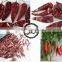 China Exported Dry Red Chilli ,yidu Pepper