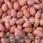 PEANUTS KERNEL/GROUNDNUTS_VIETNAM_BEST PRICE