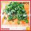 Low Price Iqf Bqf Fresh Spinach Ball