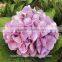 Plant Hydrangea Wedding Hydrangea Bouquet Wedding Bouquets From China