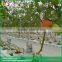 Hydroponic substrate cultivation gutter strawberry cultivation gutter