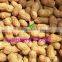 Good price good quality raw peanut with shell raw peanuts for sale
