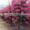 Bougainvillea Spectabilis