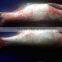 New Stock BQF Frozen W/R Silver Carp Fish