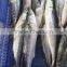 New caught W/R frozen spanish mackerel for export