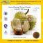 GMP Factory Supply Best Quality Horse Chestnut Dry Extract