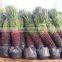 Indoor and outdoor plants Taiwan cycas-revoluta