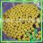 Black /Yellow Soybeans Crop Purity 97%
