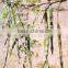 MORINGA OLEIFERA