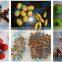 Rotating Disc Type Green Olive Pitting Machine/ Red Dates Pitting Machine