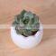 Amazon Hotsell Eggs Design Ceramic Succulent Planters