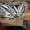 Sardine(Sardinella Longiceps)