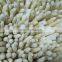 2022 BRC-A approved IQF White Asparagus Cut Frozen White Asparagus