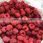 Wholesale/Crumble China Organic Frozen  Raspberry Tulameen Fertodi Heritage