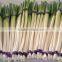 fresh welsh onion