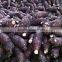 1.75kg fresh taro for sale at best market price