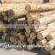 White birch logs, Baltic Birch logs, Latvia Birch logs                        
                                                Quality Choice