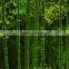 Simple Country Scenery Style Beautiful 3D Tree Wall Mural Home Decorative Forest Landscape Natural Bamboo Wallpaper                        
                                                Quality Choice
                                                    