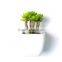 Artificial Potted Crassula Succulent Plant in Ceramic Vase