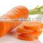 carrot vegetable specification