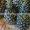 FRESH PINEAPPLE BG SIZE from viet nam