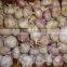TAKE PART OF PRODUCT GARLIC