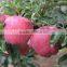 Pome fruit product type and fresh style red delicious apple fresh huaniu apple