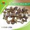 Best Seller of Agaricus Blazei Murrill