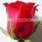 Natural Rose Flower