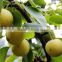 pear tree seedling