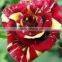Indoor and outdoor plants multi color Rose