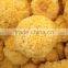 Dried white fungus in natural color for sale
