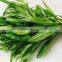 100% Original Tarragon Essential Oil