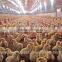 chicken breeding machine / breeder farm equipment