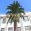 Large artificial decoration palm trees